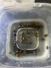 Live, Baby Mysteries Snails, Yellow, Brown, And Blue 20 For 18