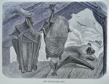 c1893 Antique Bat Print THE NOCTULE BAT Royal Natural History by Lydekker