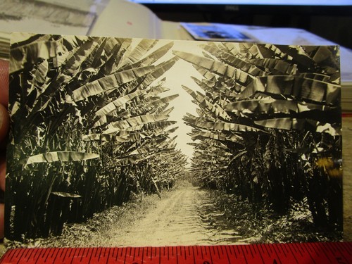 RARE OLD PICTURE PHOTO Real Postcard Philippines Islands Jungle Dirt Road Plants