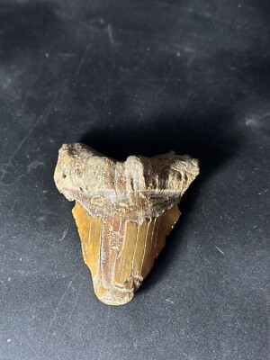 Artefact Rare MEGALODON SHARK TOOTH - REAL MEG FOSSIL (z4)