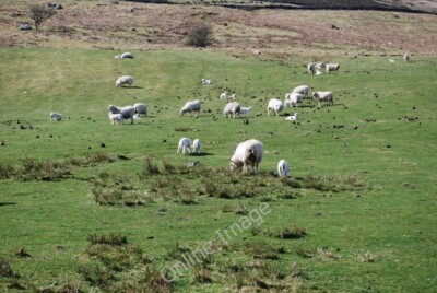 Photo 6x4 Ewes and lambs feeding on fodder beet Cutiau The grass has not  c2010