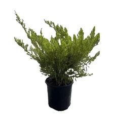 1 Gal. Sea Green Juniper Live Evergreen Shrub