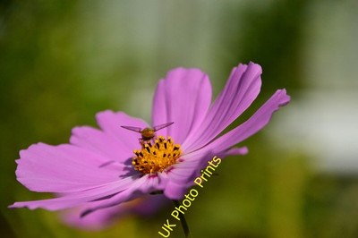 Foto A3 Schwebefliege und Kosmos Bakewell Auf der Suche nach Nektar und Pollen, a c2012