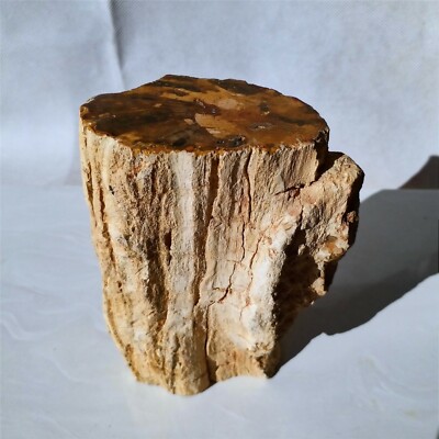 850g Polished PETRIFIED WOOD BRANCH Fossil Madagascar A3168 | eBay