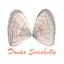 Donax Seashells