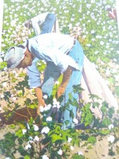 Old Black Joe  cotton pickersPost Card  Asheville Post Card Co N.C. E5408 Unused