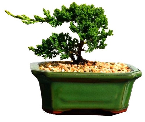6 Inch Assorted Glazed Bonsai Pots (Random Selection) 6in Bonsai & succulent Pot - Picture 7 of 8