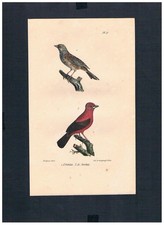 1830 - Tangara Pourpre Oiseau Lithographie