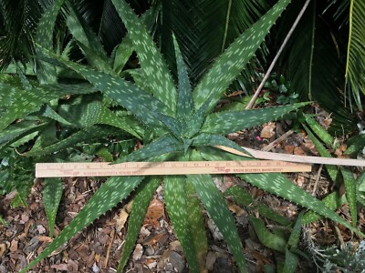Jumbo (20+") Aloe Maculata/Saponaria (Soap Aloe) Flowering Succulent Plant  | eBay