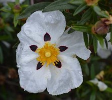 Cistus Ladanifer - Seeds