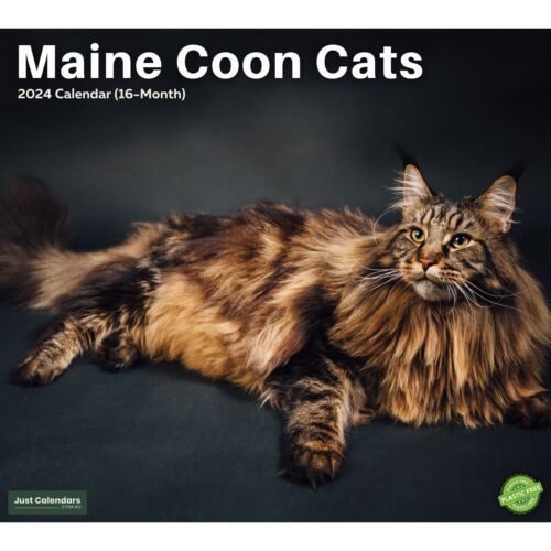 2024 Maine Coon Cats & Kittens - Deluxe Wall Calendar by Just Calendars - 16 Mon - Afbeelding 1 van 4