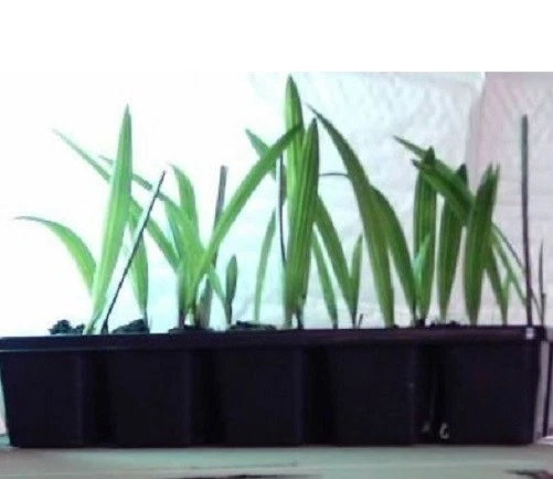 3 Mazari Palmen - frostharte winterfeste große Bäume Exoten für den Garten Deko - Bild 2 von 2