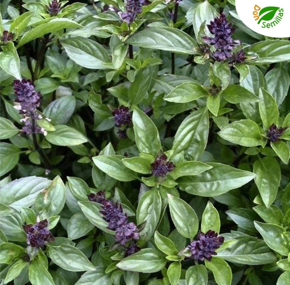 Albahaca Canela ( 1.000 semillas ) seeds - Ocimum basilicum Cinnamon Basil