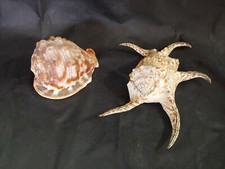 COPPIA GRANDI CONCHIGLIE SHELL  COLLEZIONE 