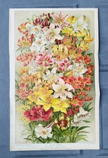 Antique 1897 Lilies Lily Flowers Book Print Chromoligraph Poster By John Allen