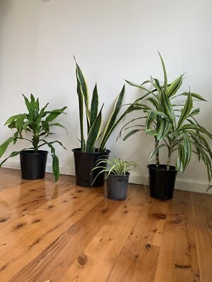 Cheap Indoor Plant Starter Bundle Plants Gumtree Australia