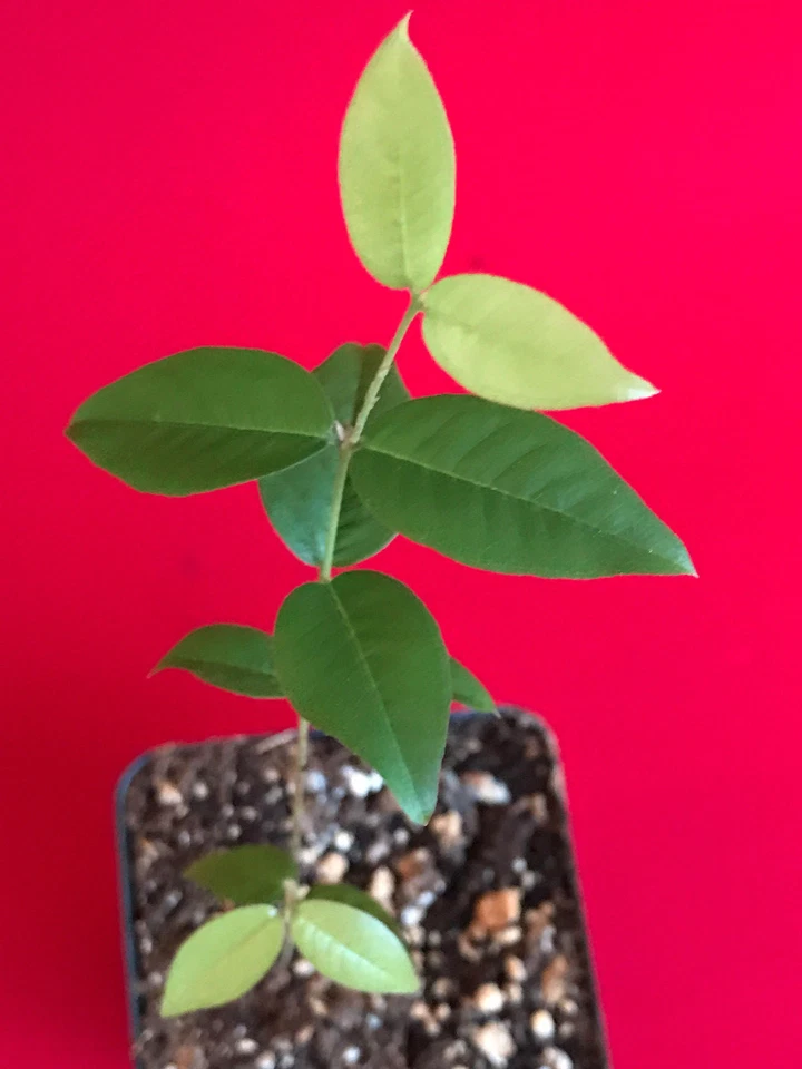 Red Hybrid Jaboticaba Myrciaria Plinia cauliflora x aureana Fruit Tree Plant - Image 4 of 4