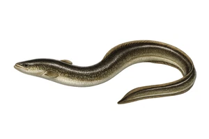American Eel Fish Self Adhesive Vinyl Sticker Decal Wall Art Various Sizes