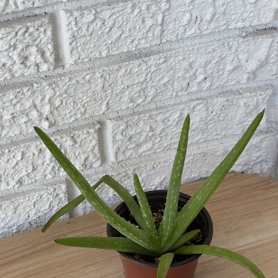 Aloe Vera Barbadensis Pup Live Succulent Plant NASA Air Purifier Green  Medicinal | eBay