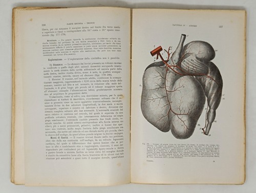 Libro illustrato di Zimmerl Umberto ANATOMIA TOPOGRAFICA VETERINARIA animale - Imagen 10 de 11