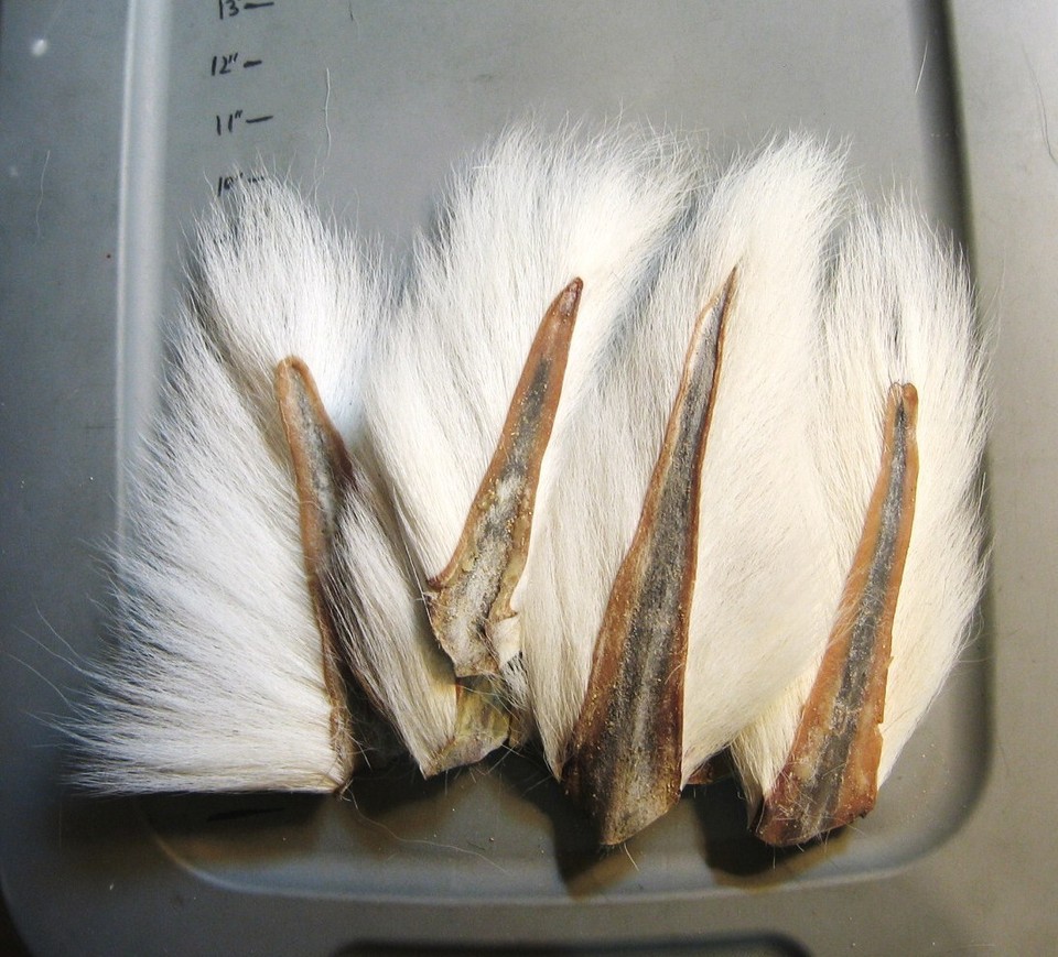 1 Large Northern Whitetail Deer TAILDeer TailsBucktails..1 Selects