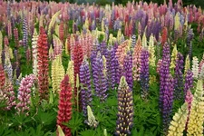 Russell Lupine Seeds, Mixed Colors, Lupinus polyphyllus, FREE SHIPPING