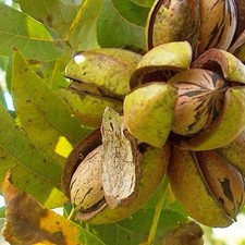 2 Hardy Stewart Pecan Trees Large And Tasty Nuts Ready To Plant Now