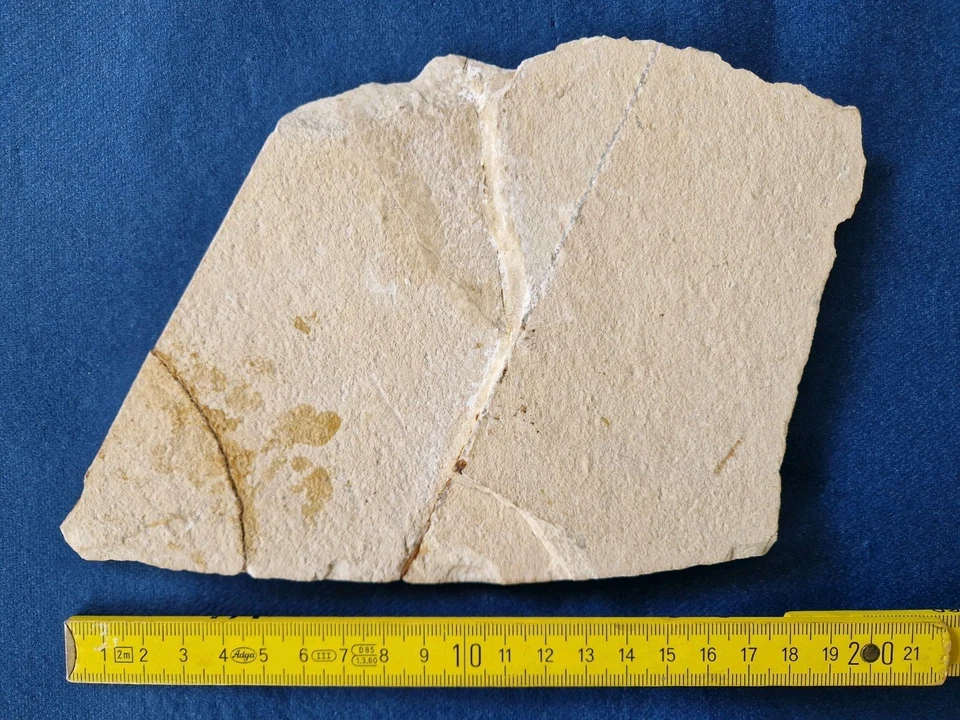 Fossiler Rochen Rhinobatos  - Bild 3 von 4