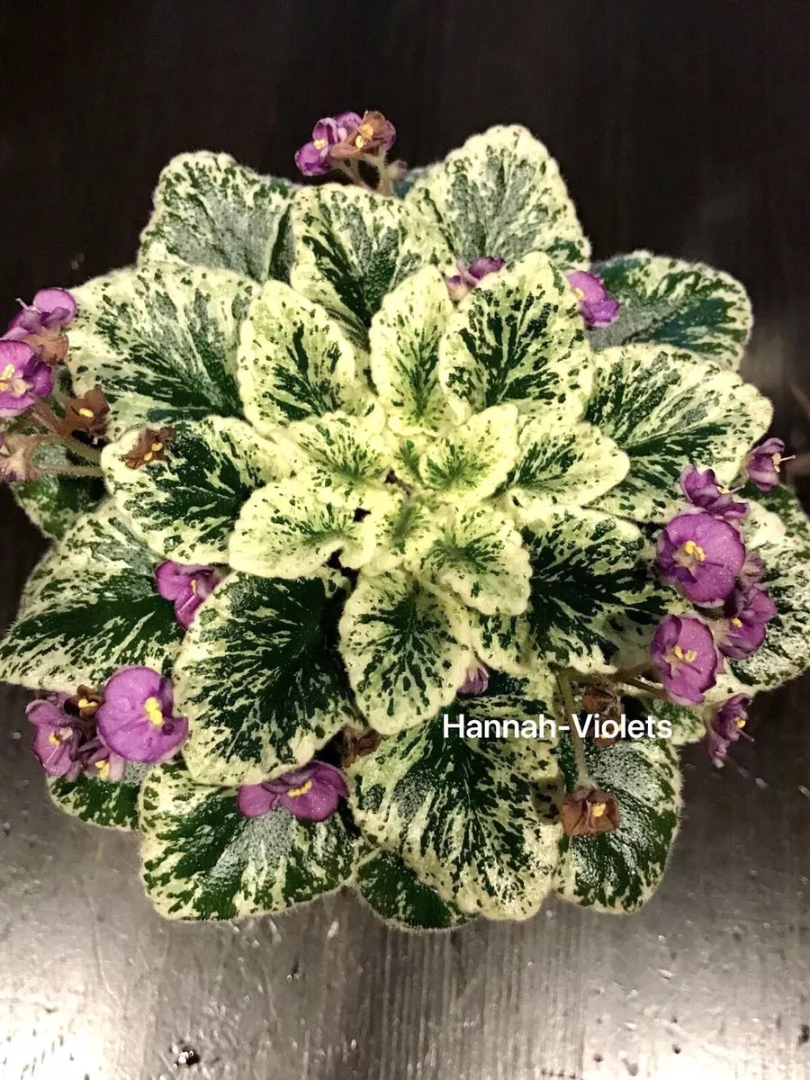 African violet Grape Treat live plant in pot Miniature