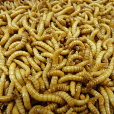 DOUGS BUGZ Live GIANT Mealworms Pet Bird Living Feeders Large Meal Worm Food - Live Arrival