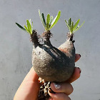 helen_cactus