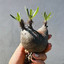 helen_cactus