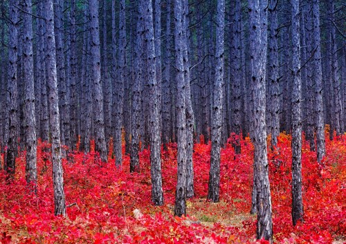 A4| Woodland Forest Poster Print Size A4 Red Flower Nature Poster Gift #14152