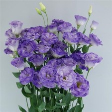 Lisianthus Seeds Megalo Blue Flash 25 Pelleted Seeds Cut Flower Seeds