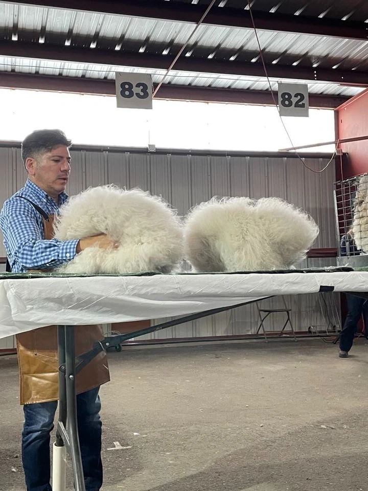 English Angora Rabbit Wool, Light Cream, Super Soft Raw Wool Fiber, 1 oz - Image 2 of 3