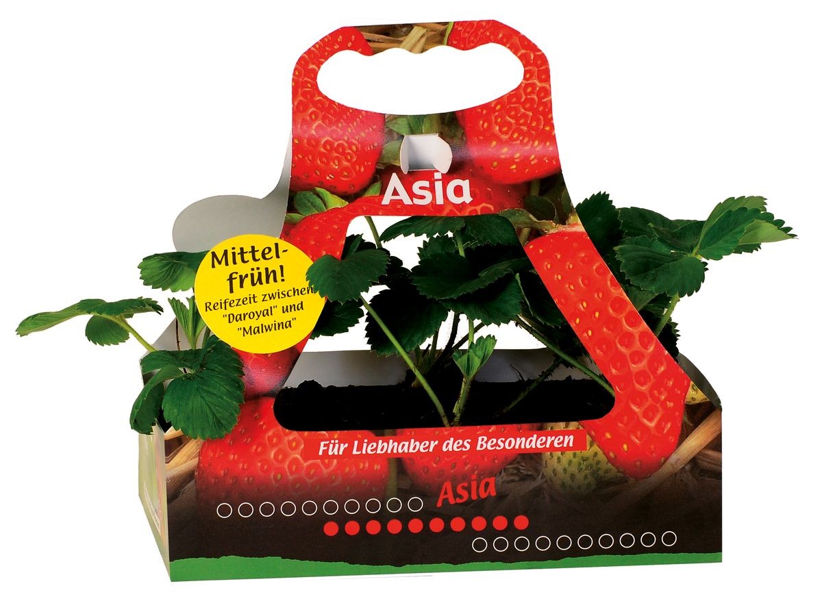 Erdbeere Sorte Asia süß aromatische Erdbeersorte sehr hohem Ertrag 6 er Tray