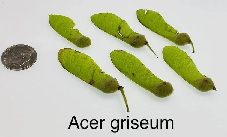 Paperbark Maple Tree Seeds for Planting Stunning Peeling Cinnamon Colored Bark - Image 3 of 4