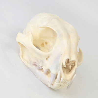 Real Canada Lynx Skull - Lynx Canadensis - American Sourced