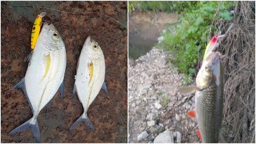 Señuelo de pesca Jerkbait cebo con señuelo 2 1/2 pulgadas apretado realista hundimiento lento HM639 - Imagen 8 de 49