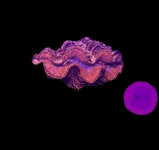 WYSIWYG Gold Tridacna Maxima Clam – Live Saltwater Clam for Reef Tanks