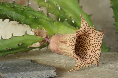 Huernia Plante Portal Cool Huernia Sans Racines Loeseneriana Stapelia Duvalia Camelia Plante