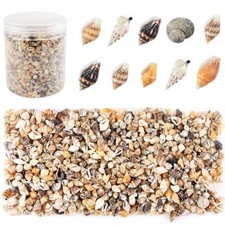 2000PCS Tiny Sea Shells for Crafts Wedding Decor Vase Filler 5-12mm Bulk