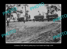 OLD LARGE HISTORIC PHOTO COOLOMON NSW BULLOCK TEAMS & WAGONS c1920
