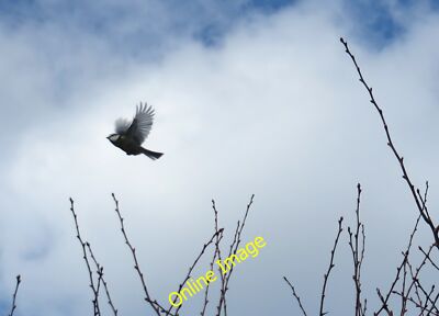 Foto 12x8 Blaumeise im Flug Malton\/SE7871 Aus der Hecke gespült. c2014