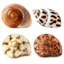 4 PCS Large Hermit Crab Shells 2 3.5Inch Natural Hermit Crab Shells 1 1.5Inch...