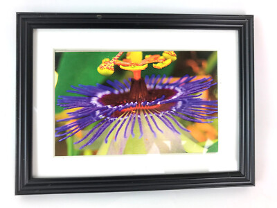 PASSION FLOWER 4x6 '' MATTED AND FRAMED PHOTO PRINT, READY TO HANG