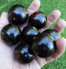Plinia Trunciflora - "Gigante" - HUGE FRUITS — photo 1