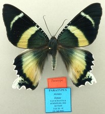 PARATYPE ALCIDES ILONAE (newly described species) FROM YAPEN ISL