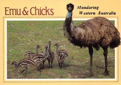 WESTAUSTRALIEN POSTKARTE EMU UND KÜKEN KONTINENTALE GRÖSSE GD PLUS SEHR GUT