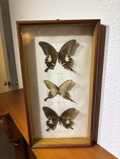 Pair of Vintage Framed Taxidermy Butterfly Specimens – Swallowtails from Taiwan